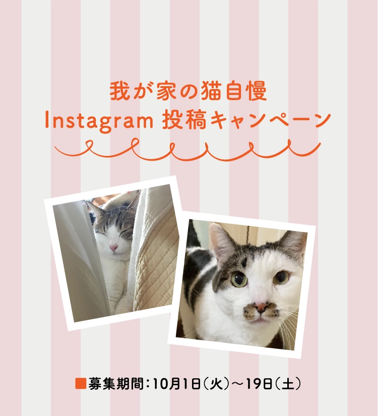 我が家の猫自慢
          Instagram投稿キャンペーン
          