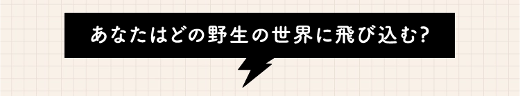 あなたはどの野生の世界に飛び込む?