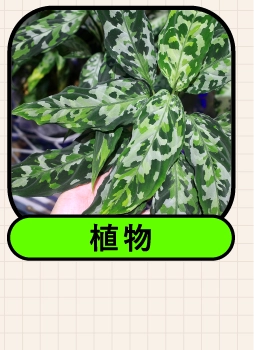 植物