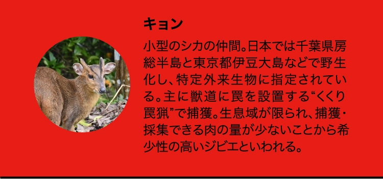 キョン
                    小型のシカの仲間。日本では千葉県房総半島と東京都伊豆大島などで野生化し、特定外来生物に指定されている。主に獣道に罠を設置する“くくり罠猟”で捕獲。生息域が限られ、捕獲・採集できる肉の量が少ないことから希少性の高いジビエといわれる。