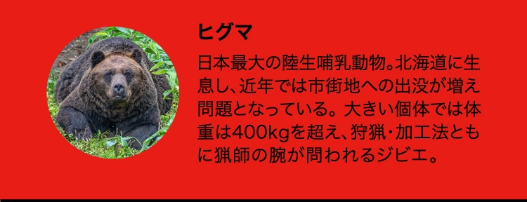 ヒグマ
                    日本最大の陸生哺乳動物。北海道に生息し、近年では市街地への出没が増え問題となっている。 大きい個体では体重は400kgを超え、狩猟・加工法ともに猟師の腕が問われるジビエ。