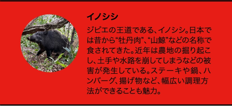 イノシシ
                    ジビエの王道である、イノシシ。日本では昔から“牡丹肉”、“山鯨”などの名称で食されてきた。近年は農地の掘り起こし、土手や水路を崩してしまうなどの被害が発生している。ステーキや鍋、ハンバーグ、揚げ物など、幅広い調理方法ができることも魅力。