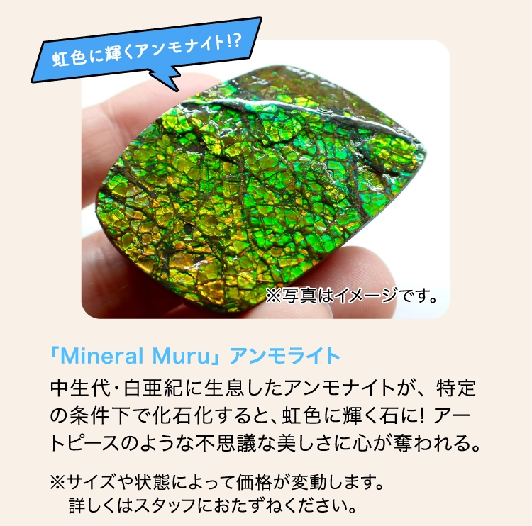 「Mineral Muru」 アンモライト
                    中生代・白亜紀に生息したアンモナイトが、 特定の条件下で化石化すると、虹色に輝く石に! アートピースのような不思議な美しさに心が奪われる。