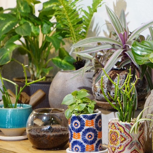 Botanical&Wellness Marché