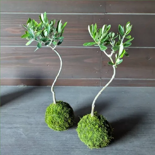 オリーブの苔玉ワークショップ
