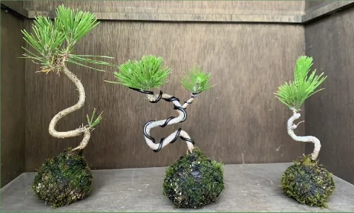 黒松の苔玉ワークショップ