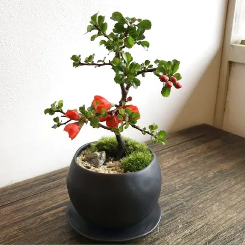 1年中花が楽しめる！ 
紅花長寿梅の情景盆栽を
作ってみましょう