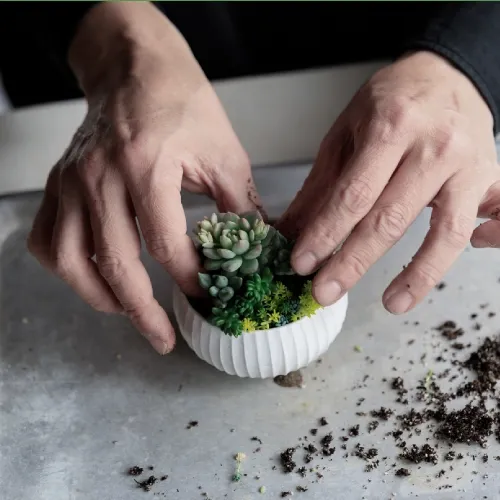 生き生き育てる
多肉植物のアレンジ制作講座
