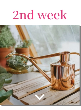 2nd week