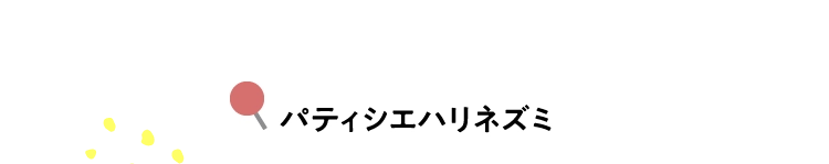 パティシエハリネズミ