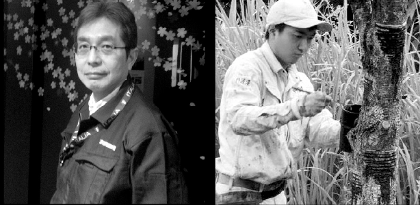 日本の漆の現状 と未来について