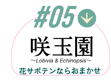 花サボテンならおまかせ