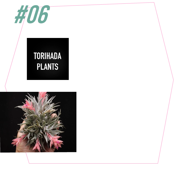 TORIHADA PLANTS