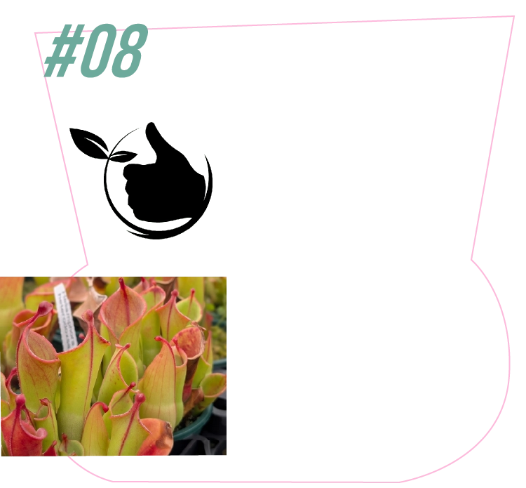Hiro’s pitcher plants