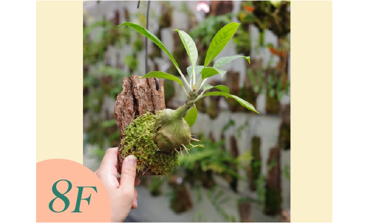 「伊藤蟻植物農園」熱帯着生植物の板付け