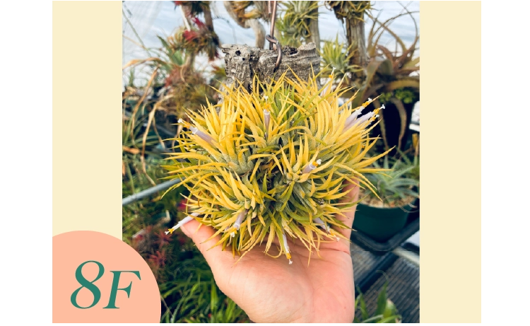 「TORIHADA PLANTS」ティランジア着生仕立てワークショップ