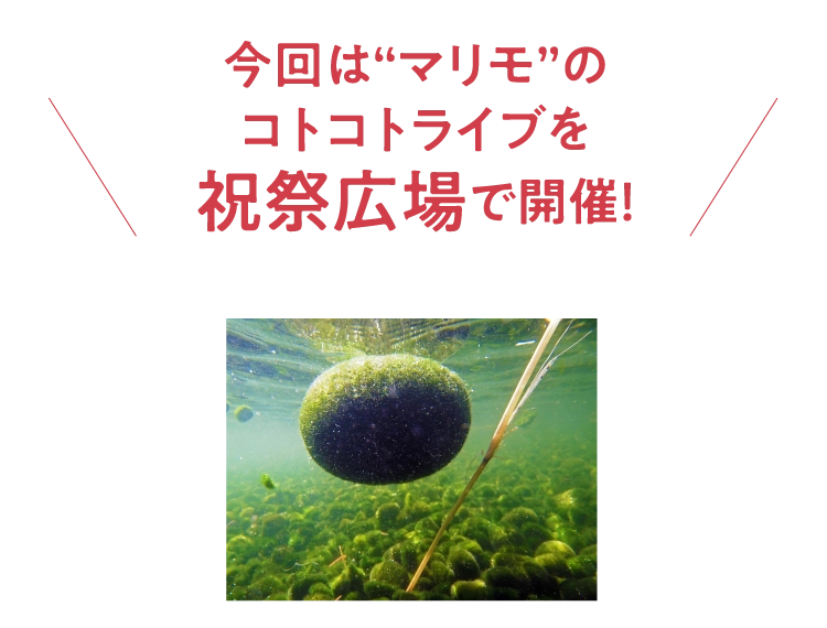 今回は“マリモ”の
							コトコトライブを
							祝祭広場で開催！