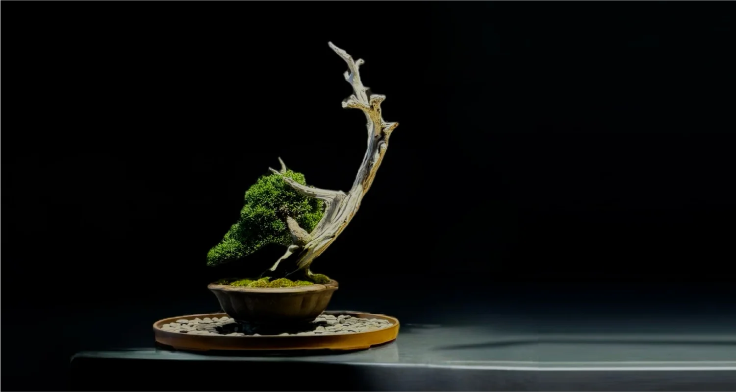 不変と変化が織りなす美。