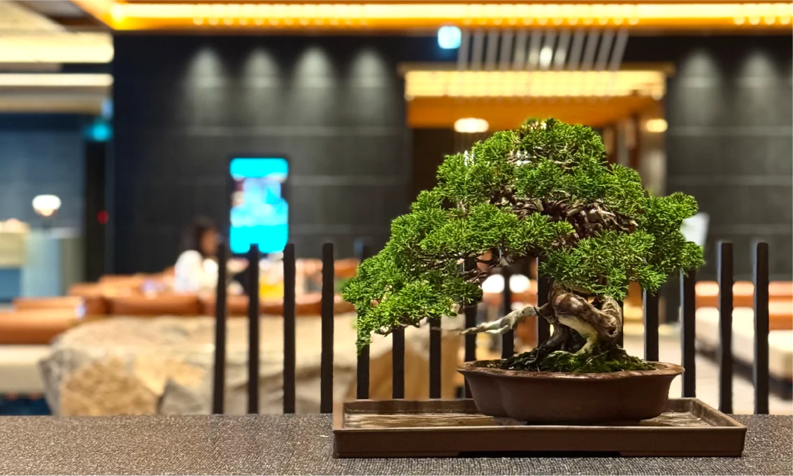 THE BONSAI = ROOTS OF NIHON DORAKU THE ETORA BONSAI