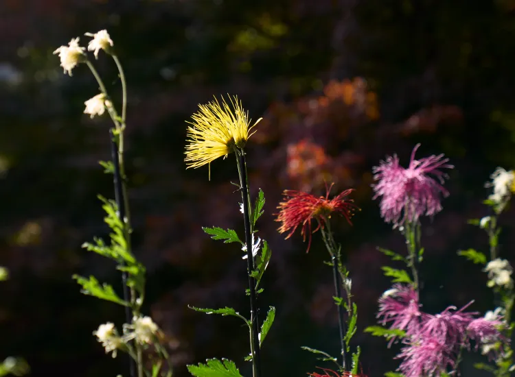 2026年ウィンドーの見どころ
