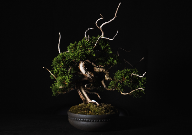 流転 時を重ねる、日本の美 ー盆栽と陶芸ー THE ETORA BONSAI/kikko