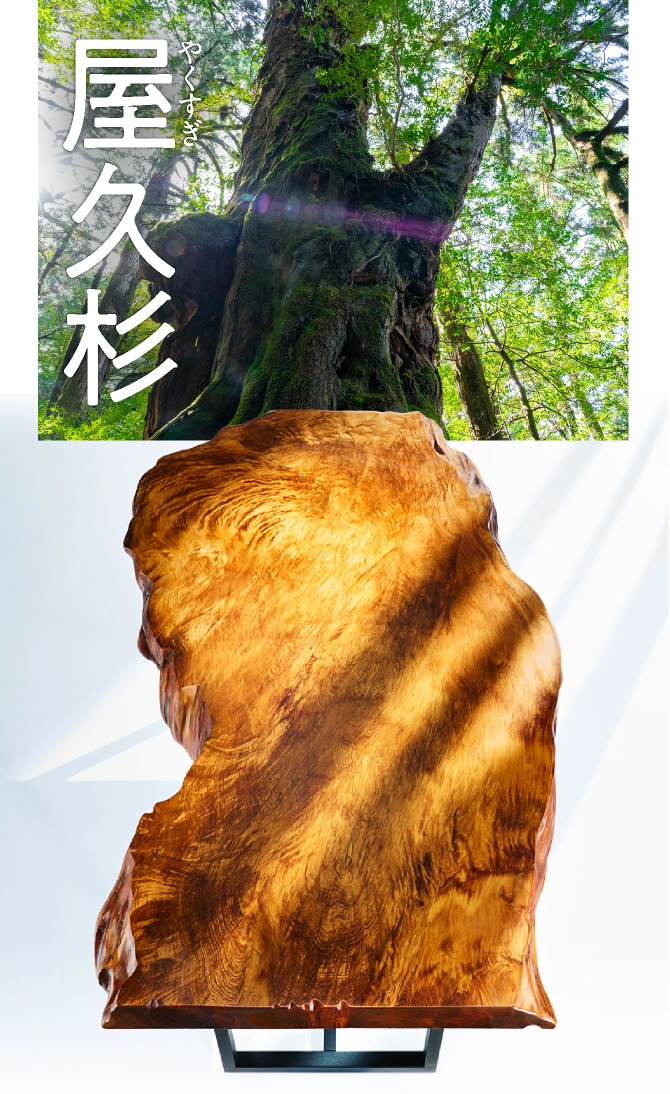 屋久杉土埋木 ダイニングテーブルアイアン脚付き