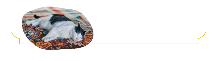 ボクが案内するにゃ〜
