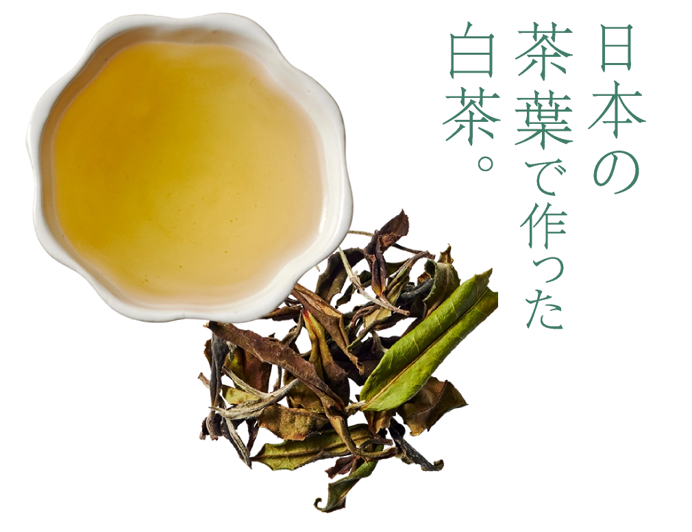 日本の
										茶葉で作った
										白茶。