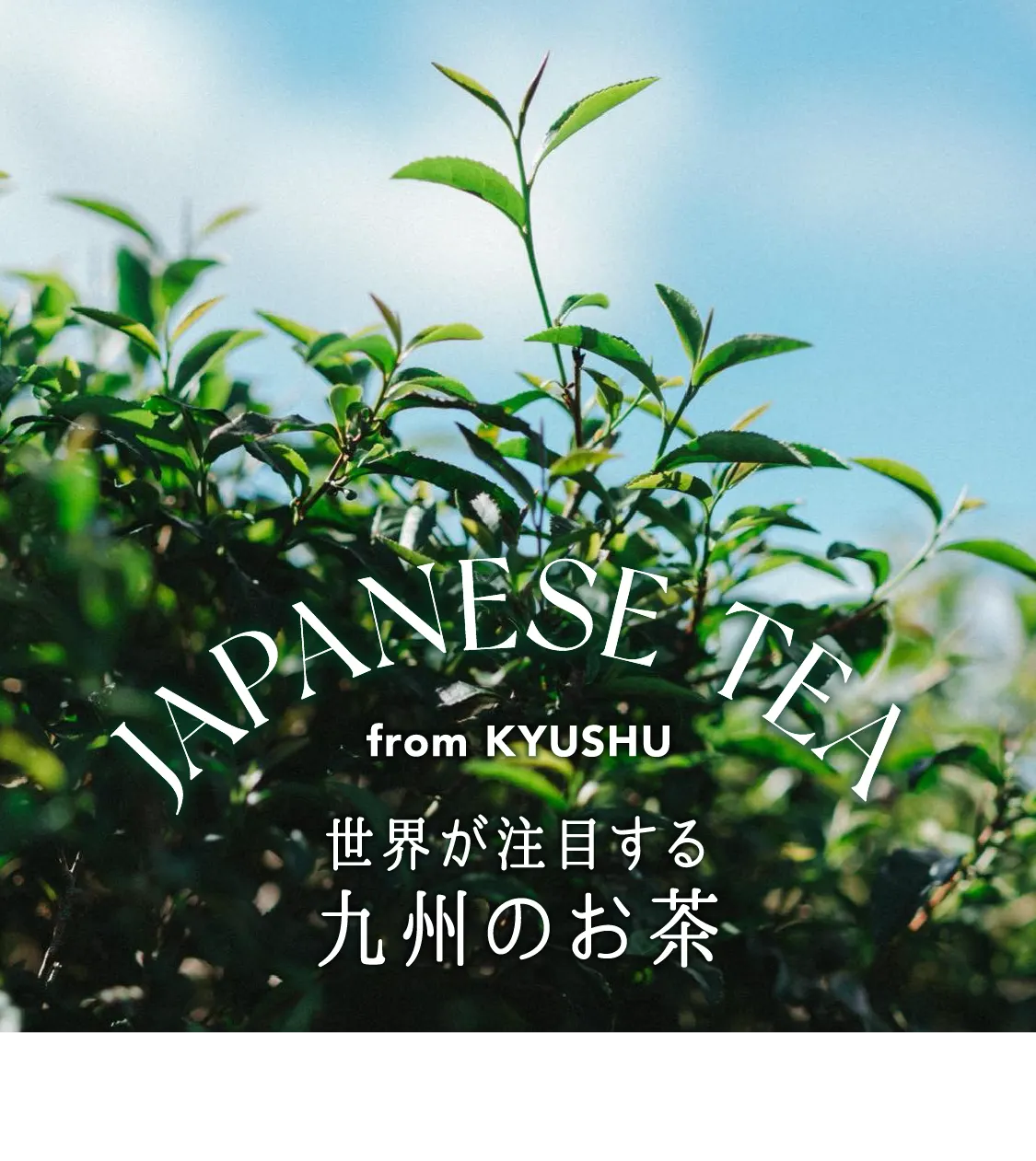 JAPANESE TEA from KYUSHU 世界が注目する九州のお茶
