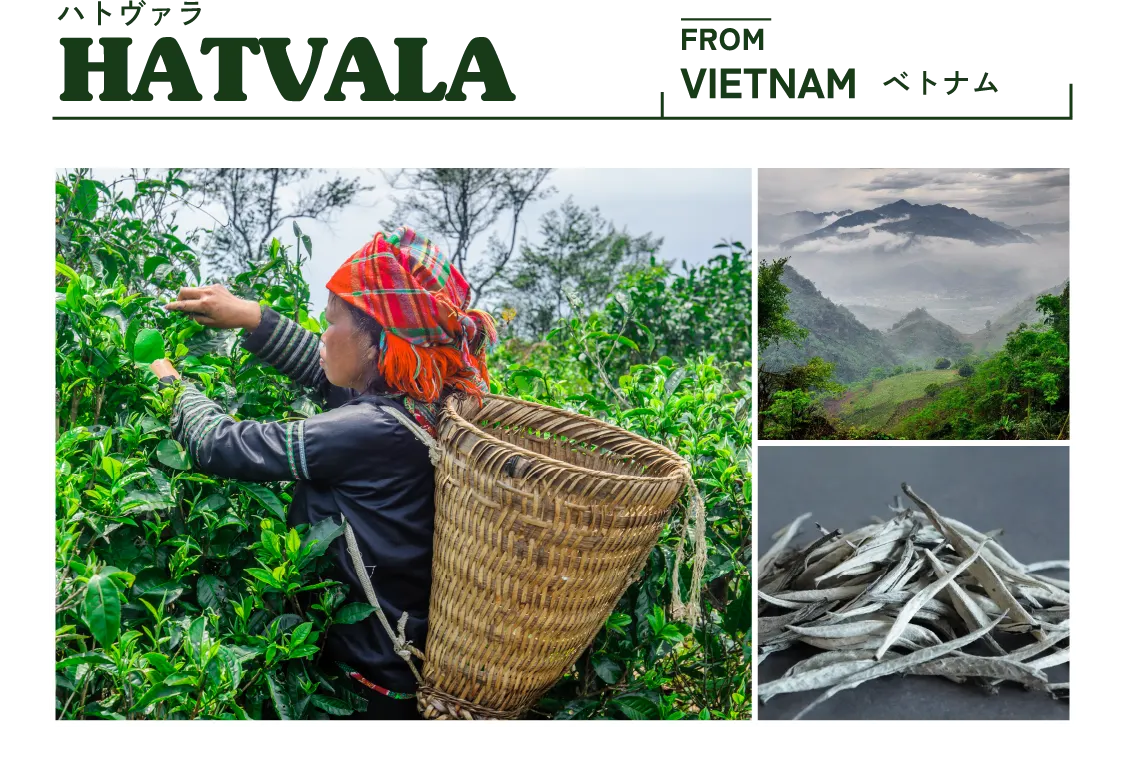 ハトヴァラ VIETNAM