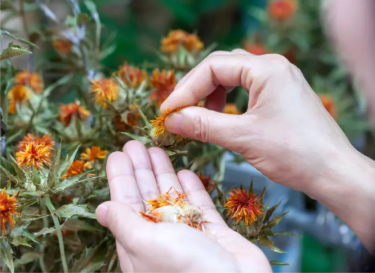 紅花