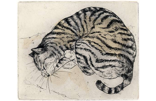 「Sleeping Tiger Cat」