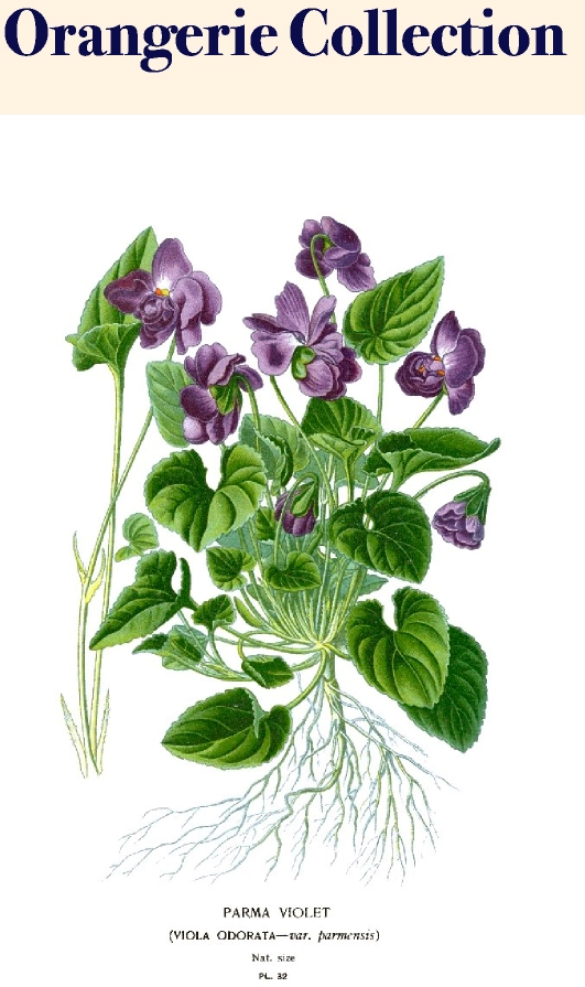 Orangerie Collection