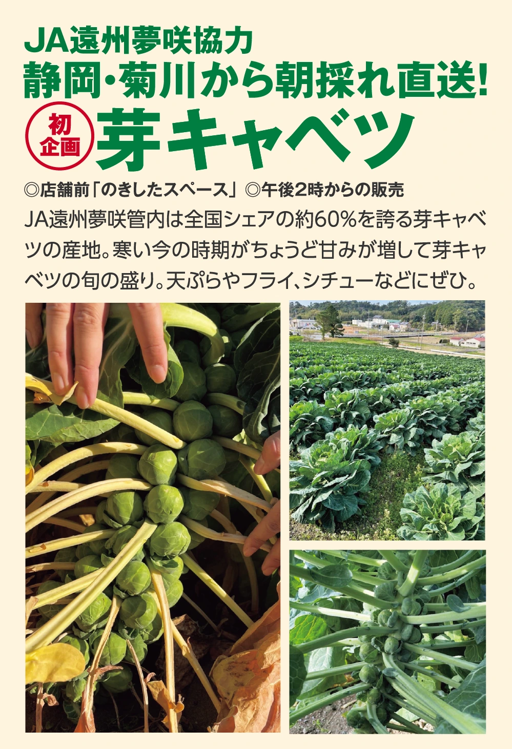 JA遠州夢咲協力静岡・菊川から朝採れ直送！芽キャベツ
