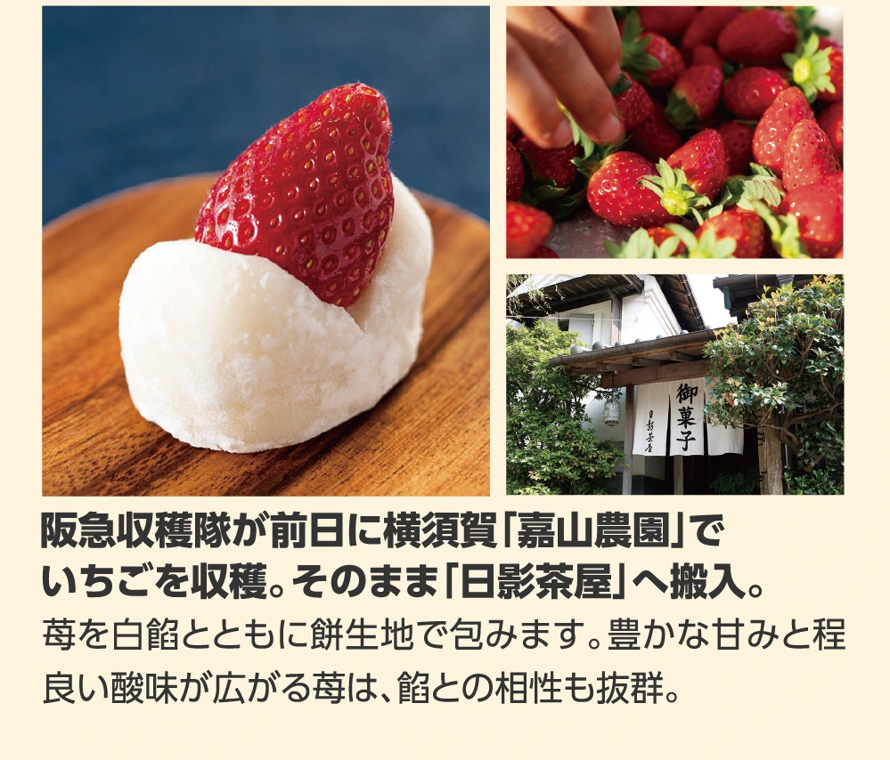 神奈川・葉山「日影茶屋」  阪急収穫隊が収穫した
					“とちおとめ”を使ったいちご大福
					