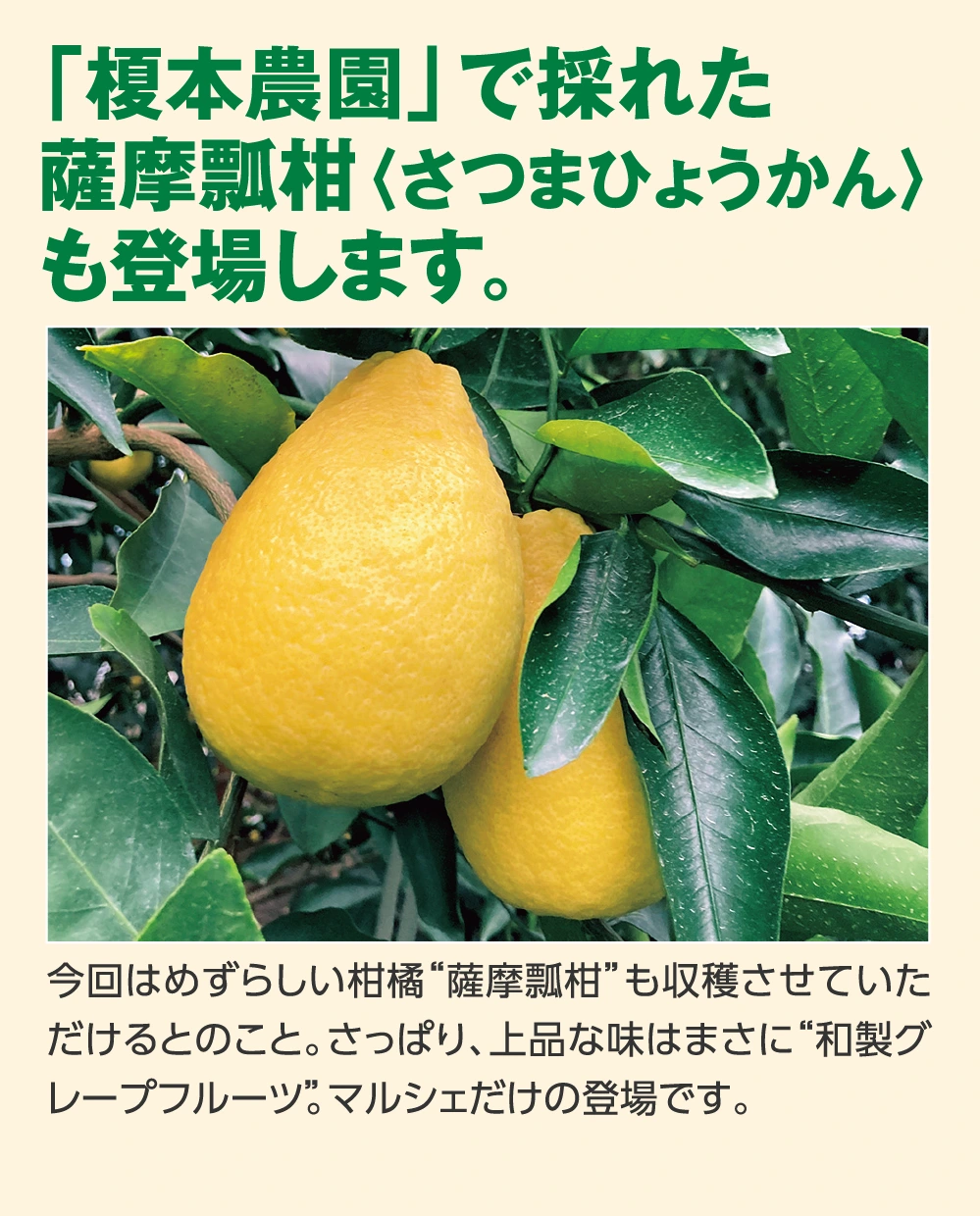 「榎本農園」で採れた
					薩摩瓢柑〈さつまひょうかん〉
					も登場します。