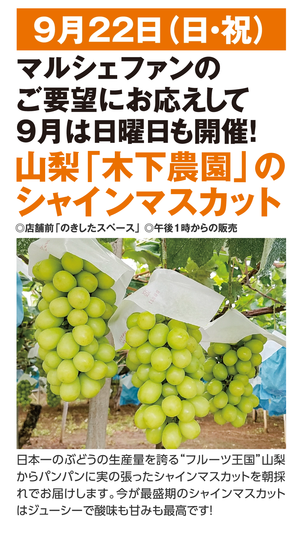 山梨「木下農園」の
				シャインマスカット