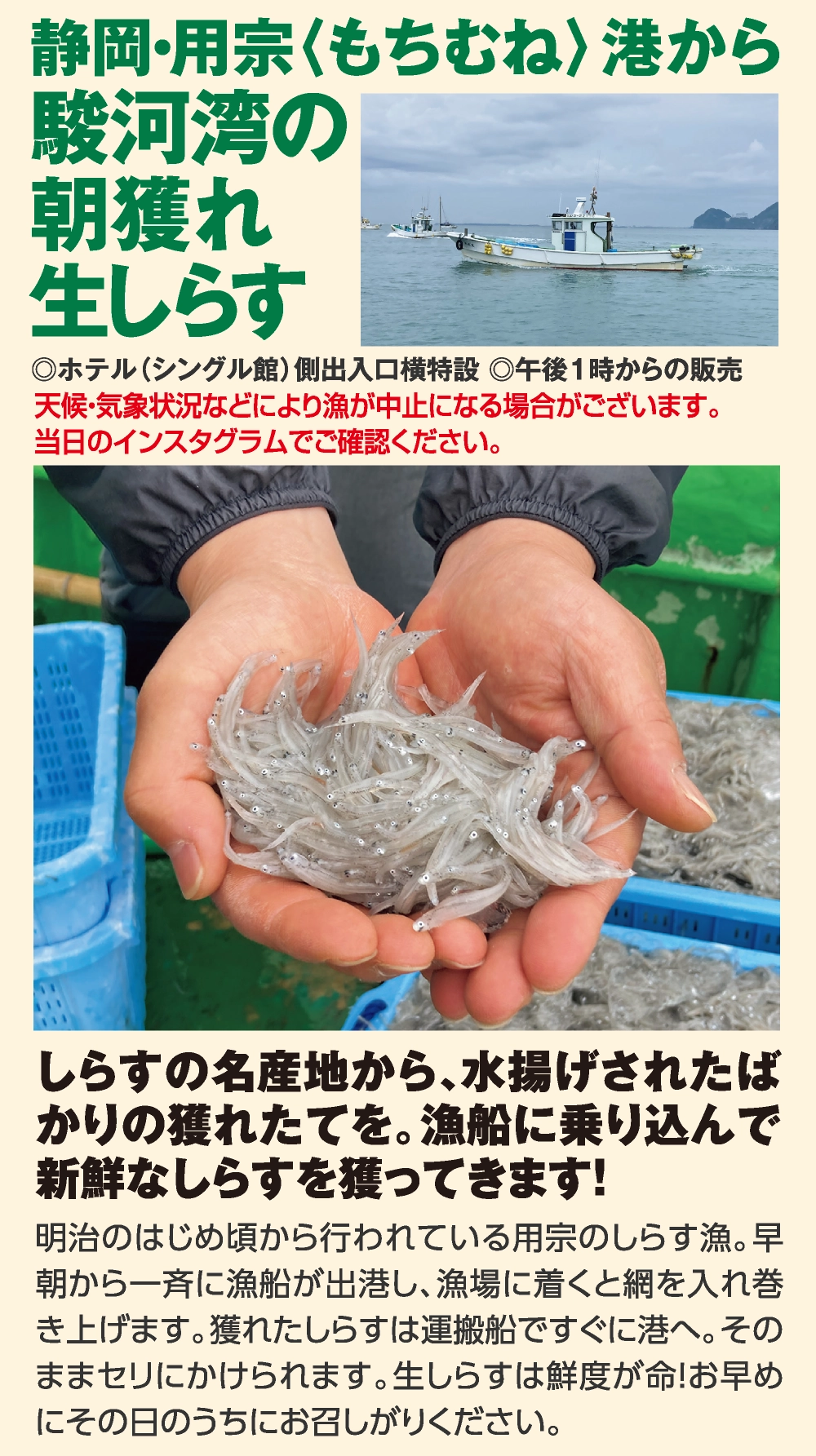 静岡・用宗〈もちむね〉港から
				駿河湾の
				朝獲れ
				生しらす