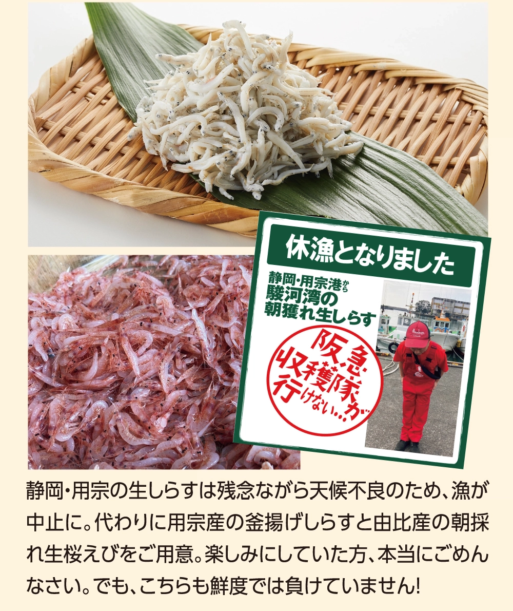 静岡・用宗の生しらすは残念ながら天候不良のため、漁が中止に。代わりに用宗産の釜揚げしらすと由比産の朝採れ生桜えびをご用意。楽しみにしていた方、本当にごめんなさい。でも、こちらも鮮度では負けていません！