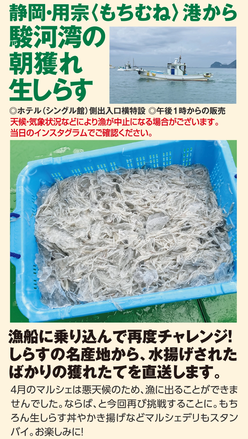 静岡・用宗〈もちむね〉港から駿河湾の朝獲れ生しらす