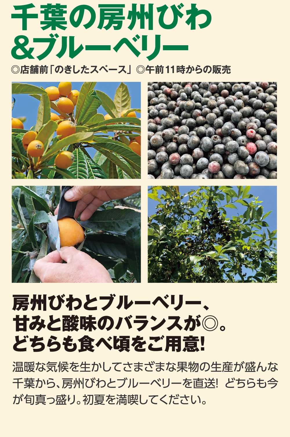 千葉の房州びわ&ブルーベリー