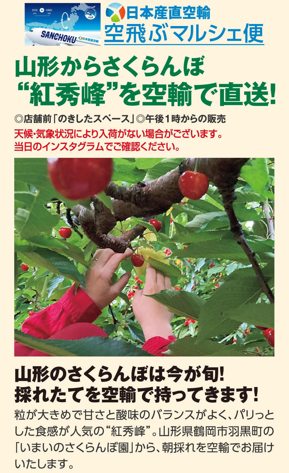 空飛ぶマルシェ便
山形からさくらんぼ
“紅秀峰”を空輸で直送！