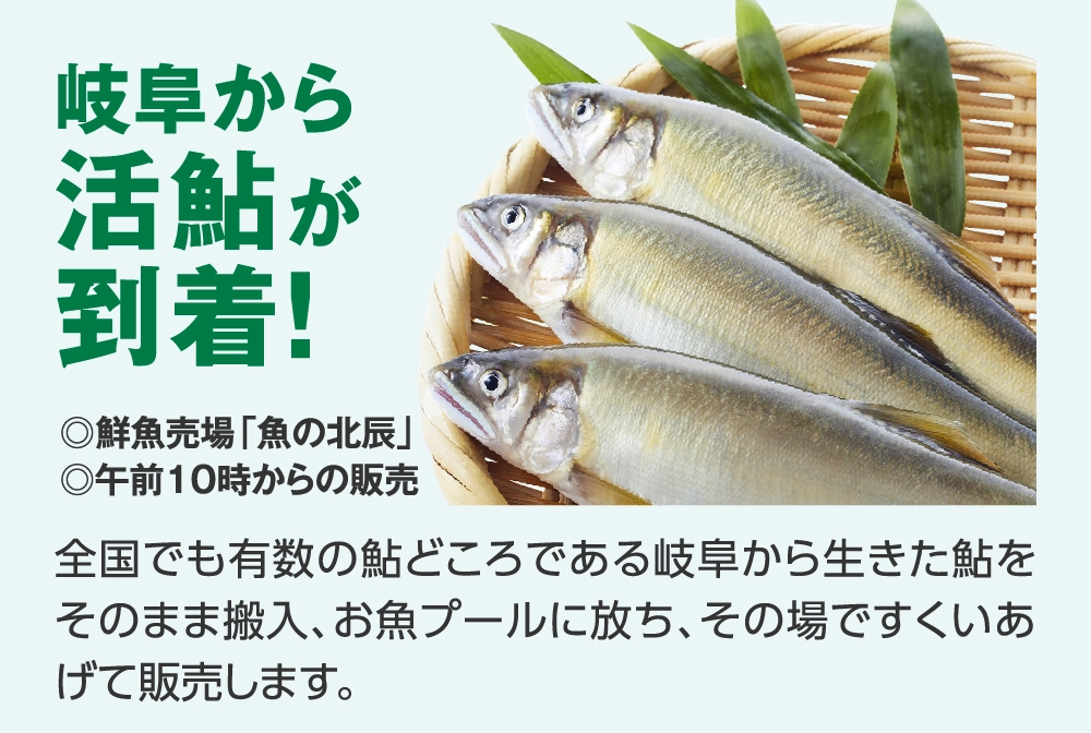 岐阜から
活鮎が
到着！