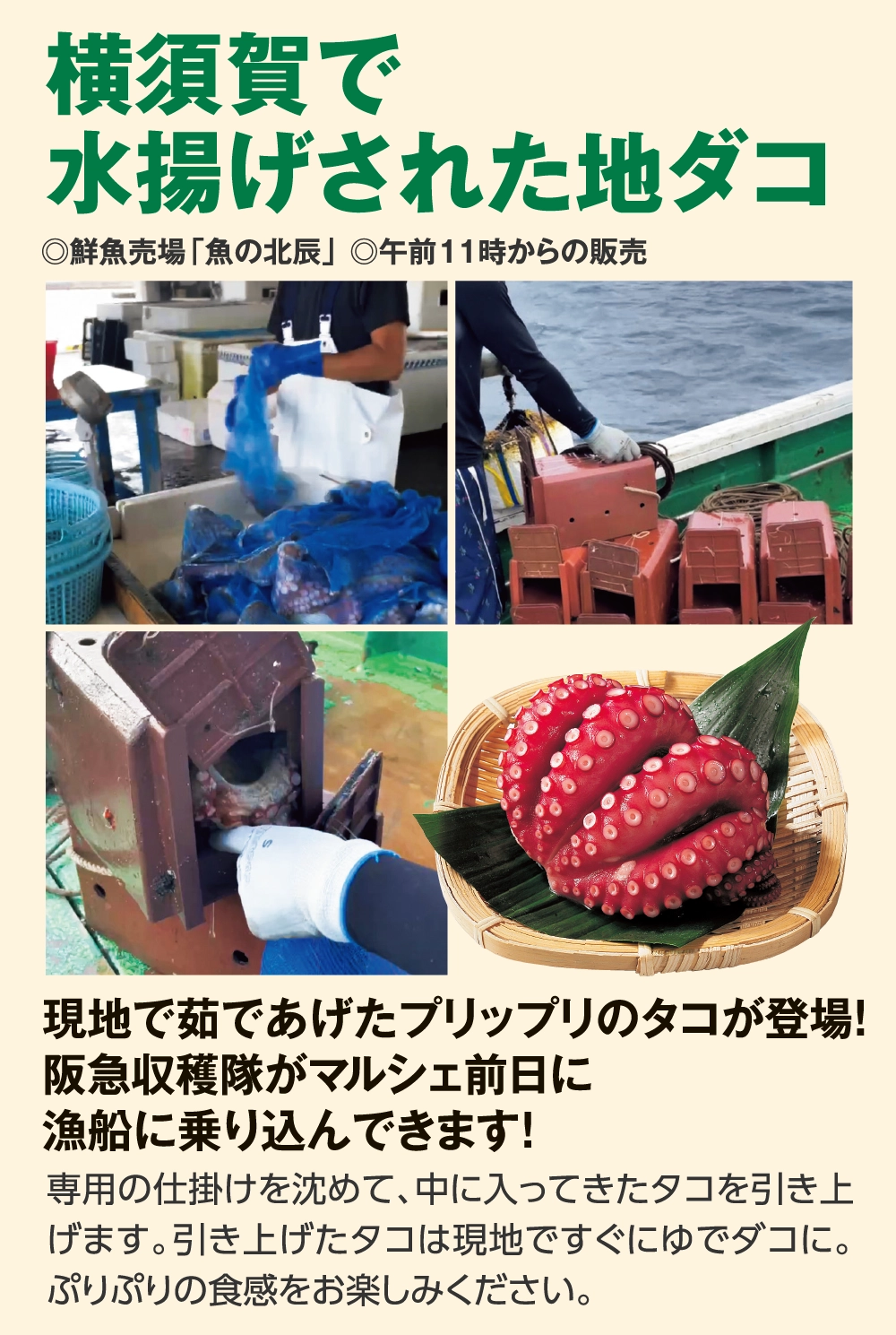 横須賀で
水揚げされた地ダコ

