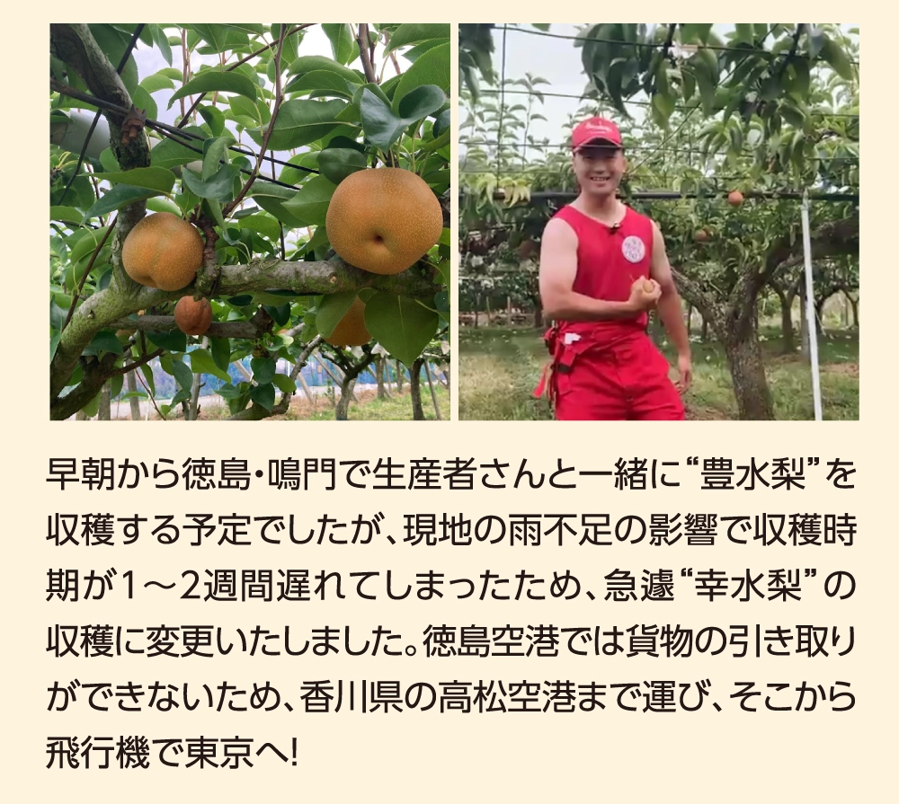 早朝から徳島・鳴門で生産者さんと一緒に“豊水梨”を収穫する予定でしたが、現地の雨不足の影響で収穫時期が1〜2週間遅れてしまったため、急遽“幸水梨”の収穫に変更いたしました。徳島空港では貨物の引き取りができないため、香川県の高松空港まで運び、そこから飛行機で東京へ！