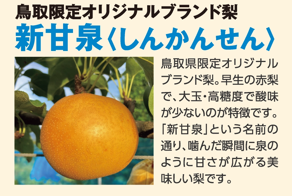 新甘泉〈しんかんせん〉