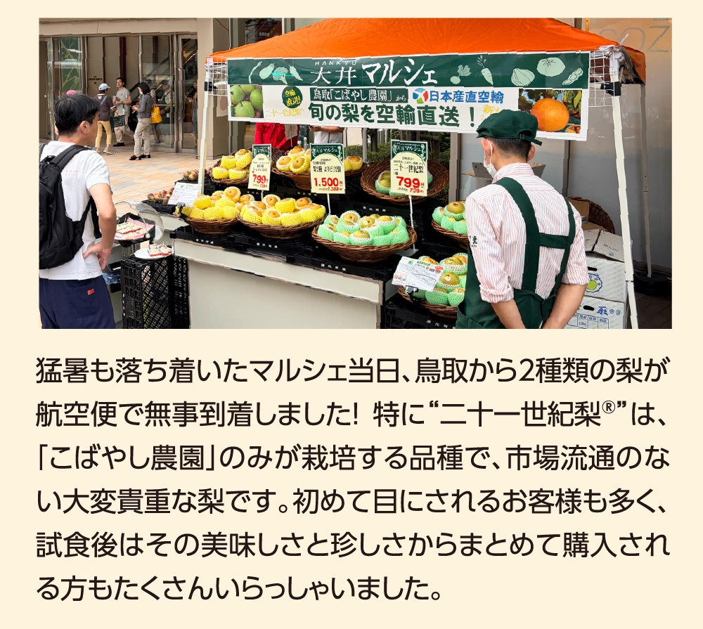 猛暑も落ち着いたマルシェ当日、鳥取から2種類の梨が航空便で無事到着しました！ 特に“二十一世紀梨®”は、「こばやし農園」のみが栽培する品種で、市場流通のない大変貴重な梨です。初めて目にされるお客様も多く、試食後はその美味しさと珍しさからまとめて購入される方もたくさんいらっしゃいました。