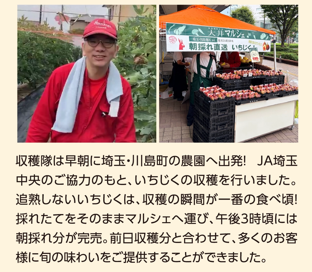 収穫隊は早朝に埼玉・川島町の農園へ出発！ JA埼玉中央のご協力のもと、いちじくの収穫を行いました。追熟しないいちじくは、収穫の瞬間が一番の食べ頃！採れたてをそのままマルシェへ運び、午後3時頃には朝採れ分が完売。前日収穫分と合わせて、多くのお客様に旬の味わいをご提供することができました。