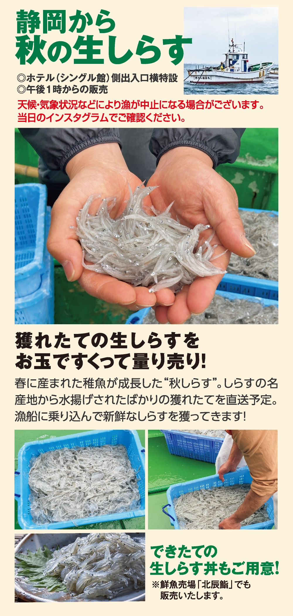 静岡から秋の生しらす