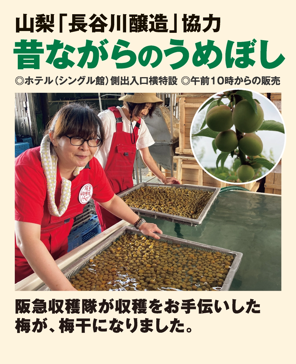 昔ながらのうめぼし